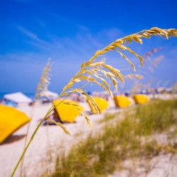 Madiera Beach and sea oats in Florida