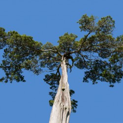 Old Cedar tree at Appomattox National Park