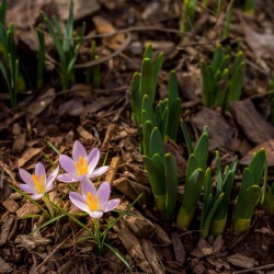 Crocus blossoms in dirt and mulch of garden