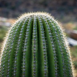 Ouch - close up of top of saguaro cactus