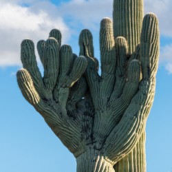 Crested Saguaro in National Park West