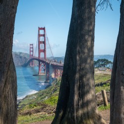 Golden Gate Bridge and tree trunks