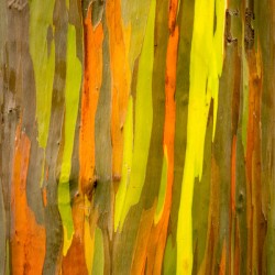 Detail of bark of Rainbow Eucalyptus tree