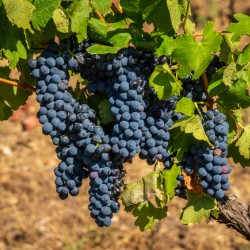 Bunches of grapes for port wine in Douro valley