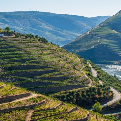 Rows of grape vines in Quinta do Seixo by the Duoro