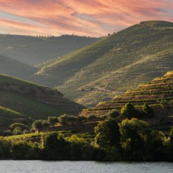 Terraced vineyard on the banks of the Douro