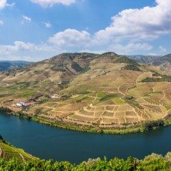 Vineyards line the Douro valley in Portugal