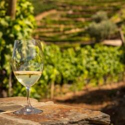 Glass of white wine in vineyard