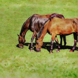 Digital water color of two brown horses