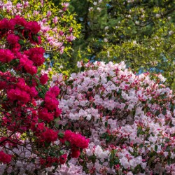 Azaleas and Rhododendron trees surround pathway in spring