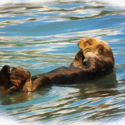 Digital pastel of Sea Otter floating in the sea