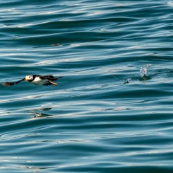 Small puffin taking off from Resurrection Bay near Seward