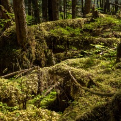 Dense vegetation in temperate rain forest in Alaska