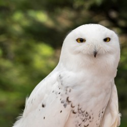 Close up of Snowy Owl against green rainforest in summer
