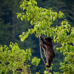 Wild brown or black bear cub high in tree in Alaska