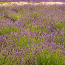 Lavender plants in blossom in early July