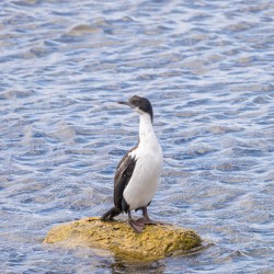Imperial Cormorant seabird on rock in Punta Arenas Chile