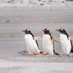 Three Gentoo penguins at Bluff Cove  running on sandy beach