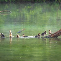 Group of ducklings washing in lake at dusk