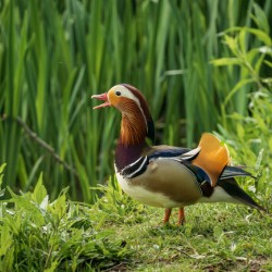 Mandarin Duck on the lakeshore at the Mere in Ellesmere 