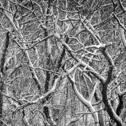 Twisted intertwined snow covered tree trunks at Coopers Rock