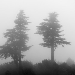 Mist and fog envelop two pine trees
