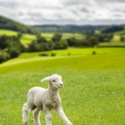Cute lamb in meadow in wales or Yorkshire Dales