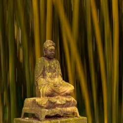 Buddha statue in bamboo forest