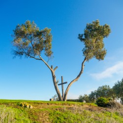 Serra Cross in Ventura California between trees