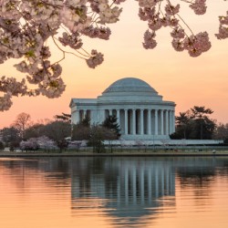 Cherry Blossom and Jefferson Memorial at sunrise