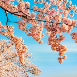 Detail macro photo of japanese cherry blossom flowers