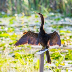 Anhinga bird drying its feathers in Everglades