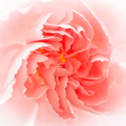 Delicate close up of petals of a carnation