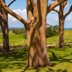 Group of three rainbow eucalyptus trees 