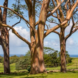 Group of three rainbow eucalyptus trees with golf course on Kauai