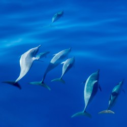 Spinner dolphins off coast of Kauai with leader clearly winning 