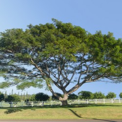 Large acacia or koa tree Kauai