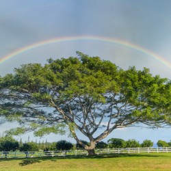 Tree of life with rainbow