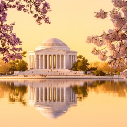 Beautiful early morning Jefferson Memorial