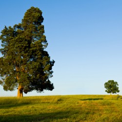 Large tree dominates small tree on hillside