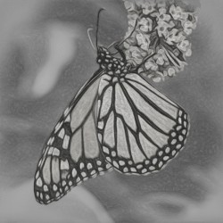 Pencil sketch of Monarch butterfly feeding
