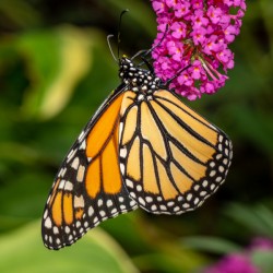 Side view of Monarch butterfly feeding in garden