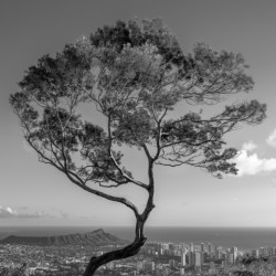 Solitary tree overlooks Waikiki in Black and White