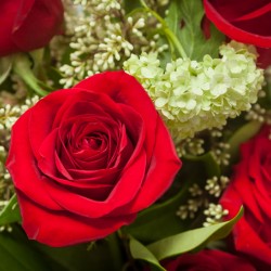 Close up of red rose bouquet with roses