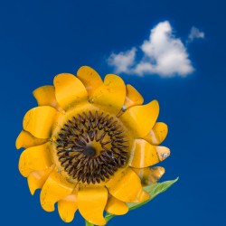 Metal sunflower against blue sky