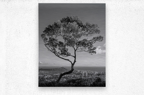Solitary tree overlooks Waikiki in Black and White  Metal print