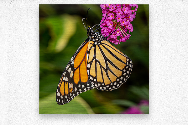 Side view of Monarch butterfly feeding in garden  Metal print