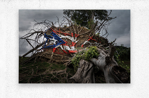 Fallen tree from Hurricane Maria in San Juan  Metal print