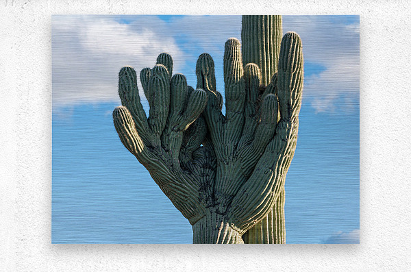 Crested Saguaro in National Park West  Metal print