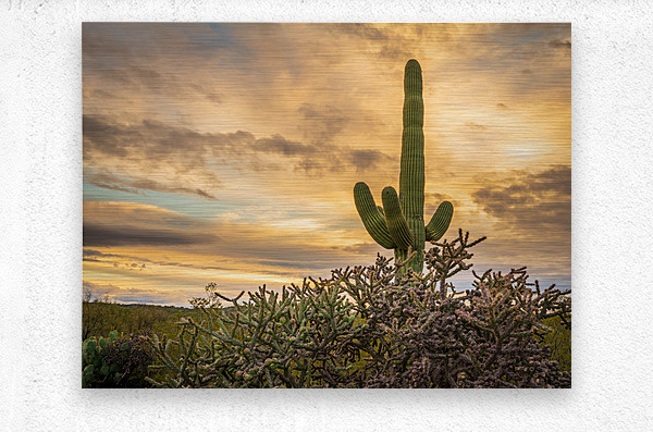 Sunset in Saguaro National Park Tucson  Metal print